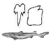 Etmopterus _clave.jpg